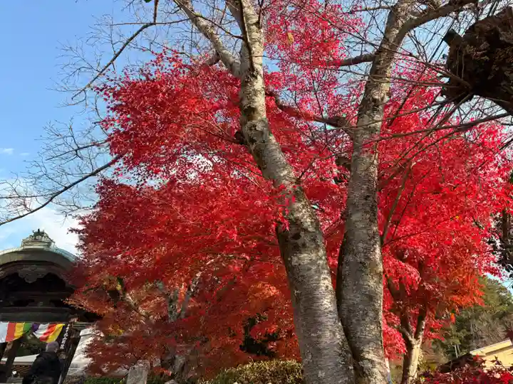 本願寺 北山別院(京都府)