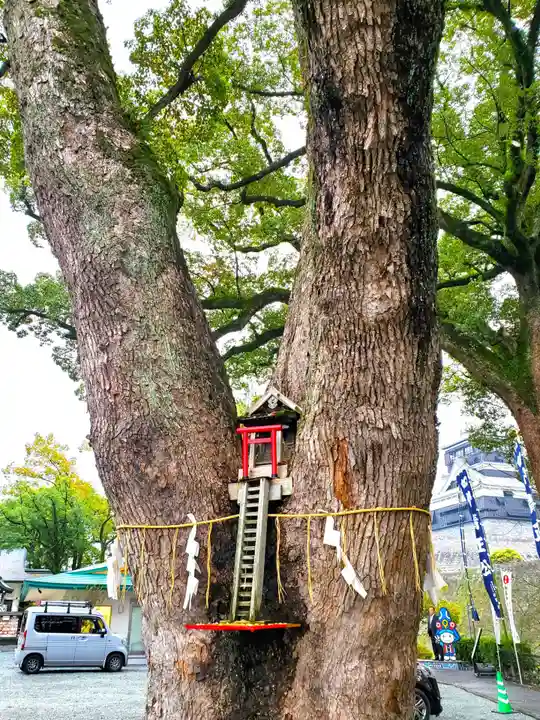 加藤神社の自然