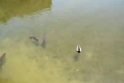 平安神宮の動物