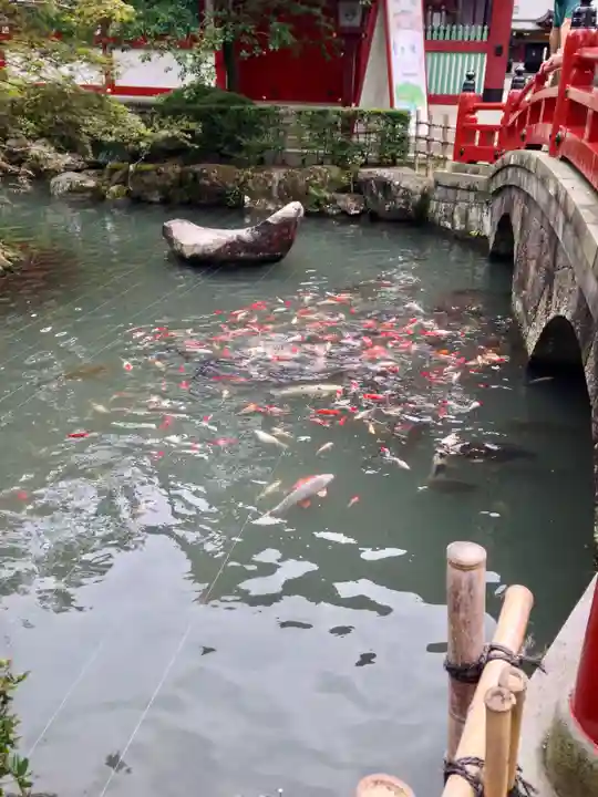 祐徳稲荷神社の動物