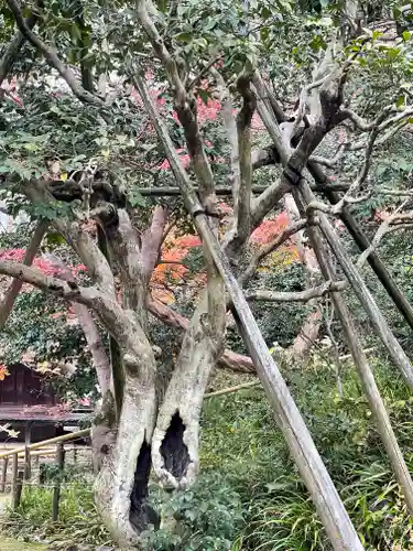白毫寺(奈良県)