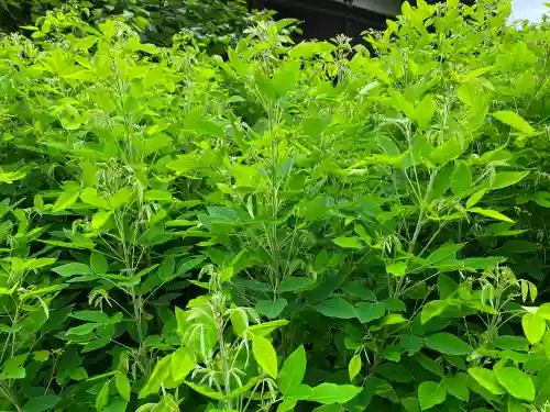 大悲願寺の自然