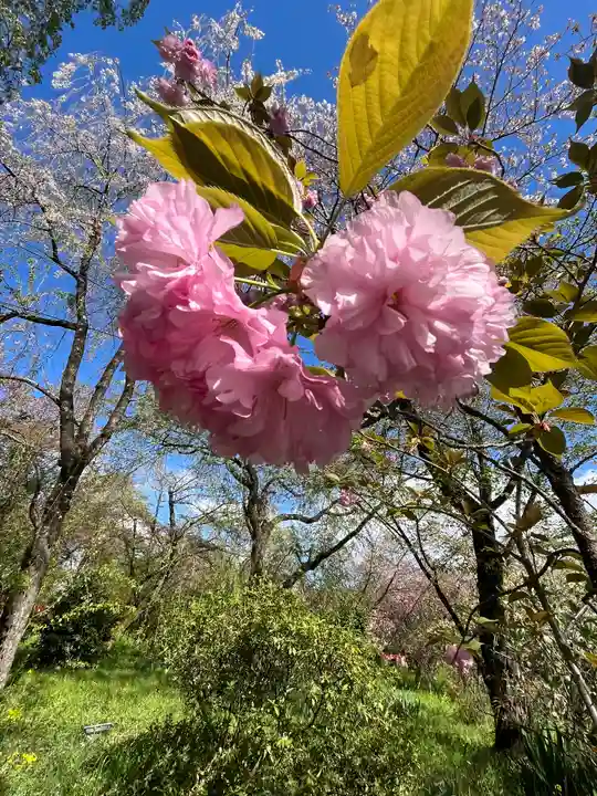平野神社の自然