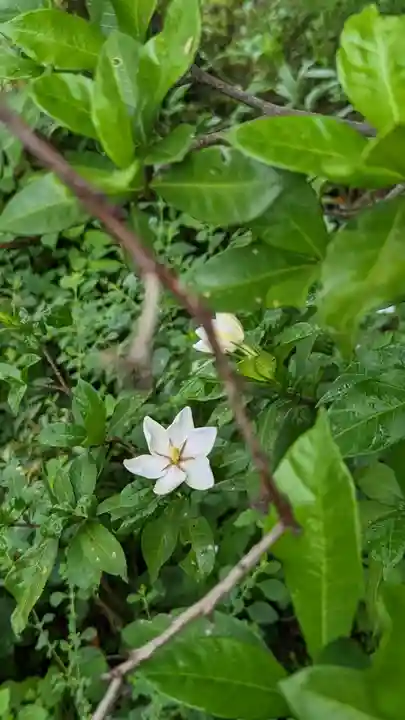 海印寺寂照院の自然