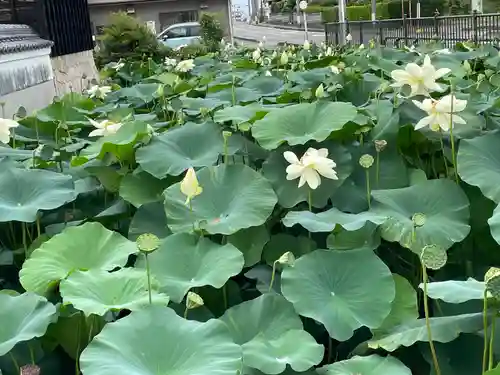 雲龍山 本證寺(愛知県)