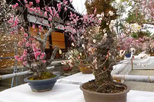 菅原天満宮（菅原神社）の自然