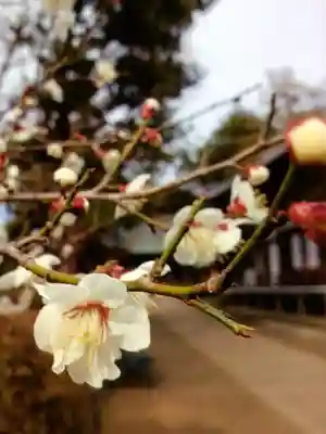 妙法寺(東京都)