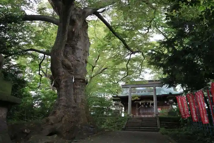 愛宕神社の自然
