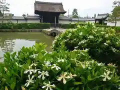 妙心寺（妙心禅寺）(京都府)