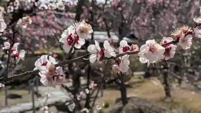 隨心院（随心院）(京都府)