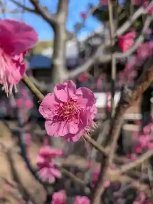 妙法寺(東京都)