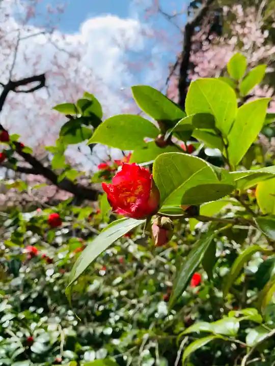 土津神社|こどもと出世の神さまの自然