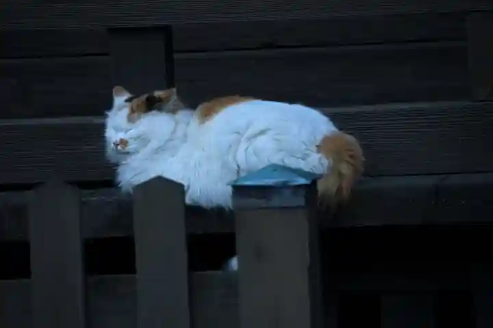 阿邪訶根神社の動物
