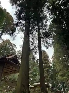 大宮温泉神社の自然(2023年03月25日(土) 10時35分57秒投稿)