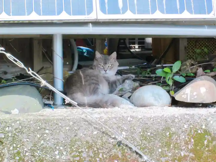 屋久島大社の動物