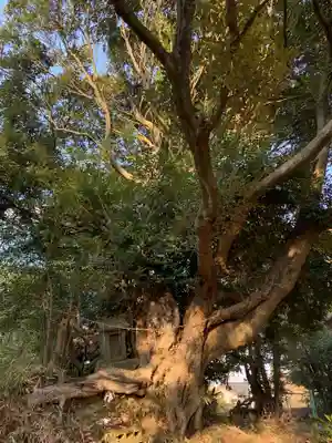 八幡神社(千葉県)