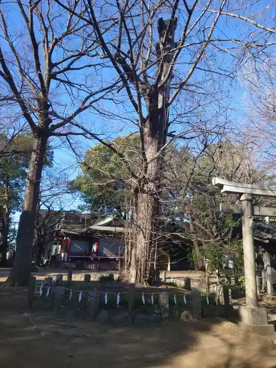 諏方神社の自然