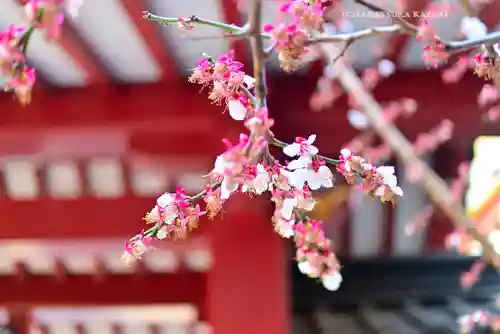 神田神社（神田明神）の自然
