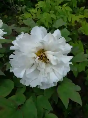 東長谷寺　薬王院の自然