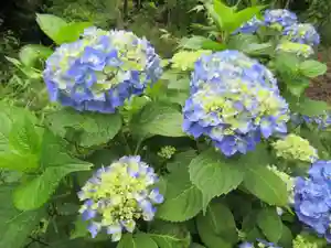 普濟寺の自然(2019年06月28日(金) 18時33分24秒投稿)