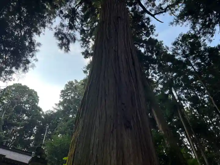 大宮温泉神社の自然