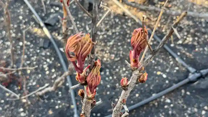 少林寺(埼玉県)