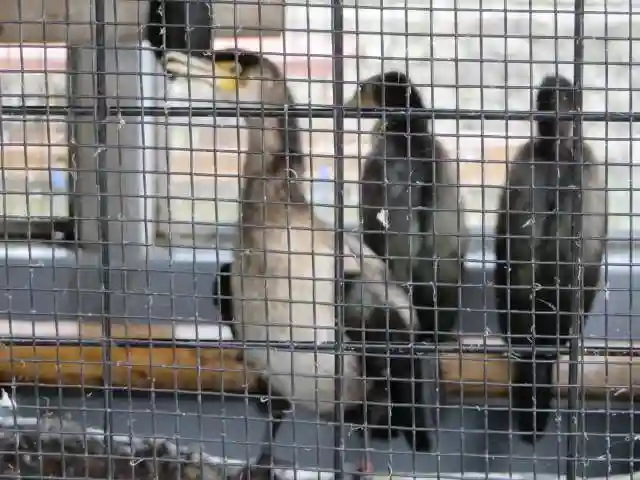 宇治神社の動物