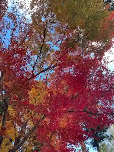 高麗神社(埼玉県)