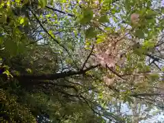 駒込富士神社(東京都)