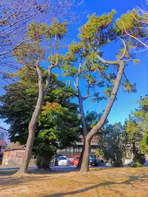 神明社（持中神明社）の自然