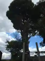 伊勢神社の自然