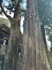 三峯神社(埼玉県)