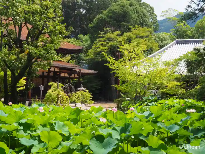 法界寺(日野薬師)(京都府)
