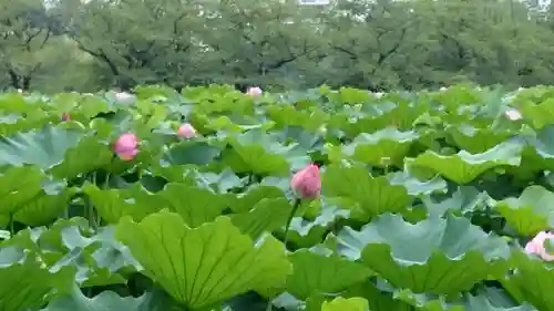 寛永寺不忍池弁天堂の庭園