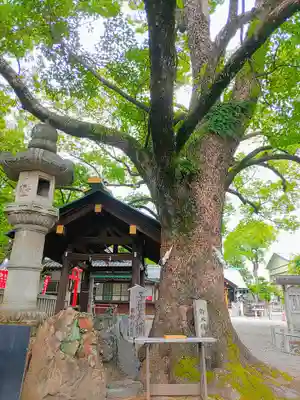 古知野神社の自然