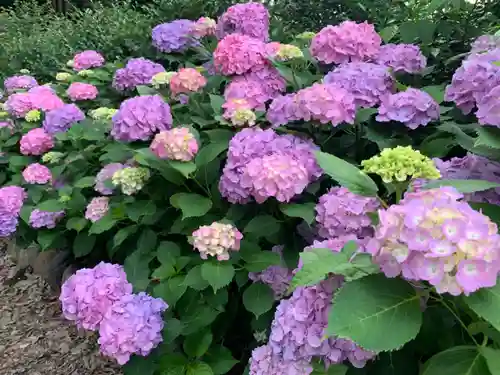 蓮田東照宮の自然