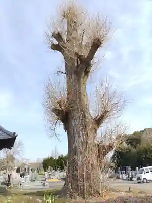 徳性寺(埼玉県)