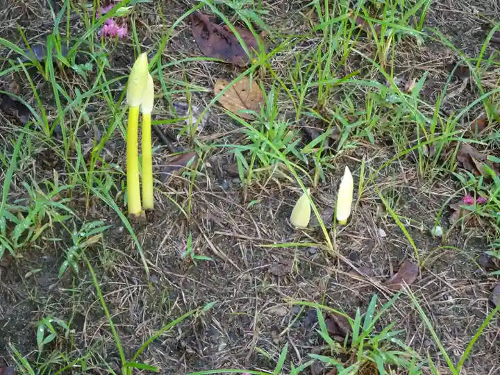 横浜 西方寺の自然