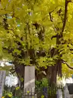 善福寺(東京都)