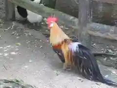 石上神宮の動物