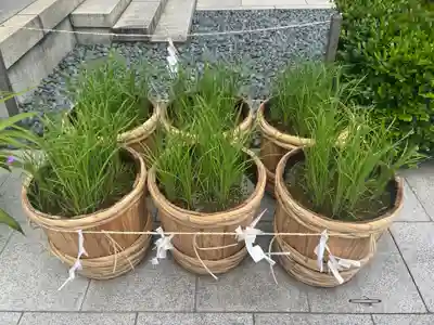 東京大神宮(東京都)