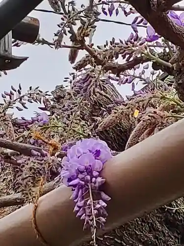 曼陀羅寺の自然