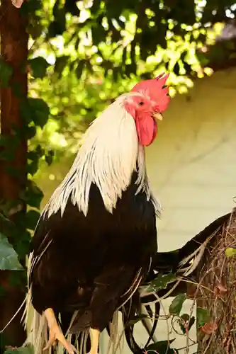 浪打八幡宮の動物