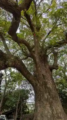 道明寺天満宮(大阪府)