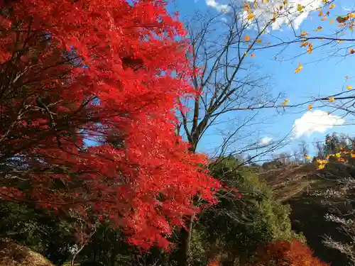 川見薬師寺の自然