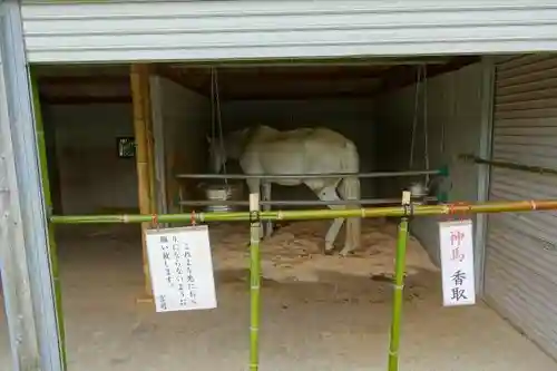 大和国鹿島香取本宮の動物