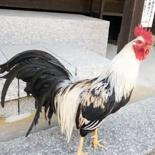 観音寺の動物
