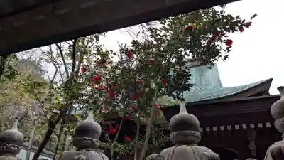 伊豫豆比古命神社の本殿・本堂