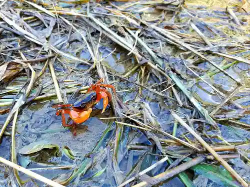 六所神社の動物