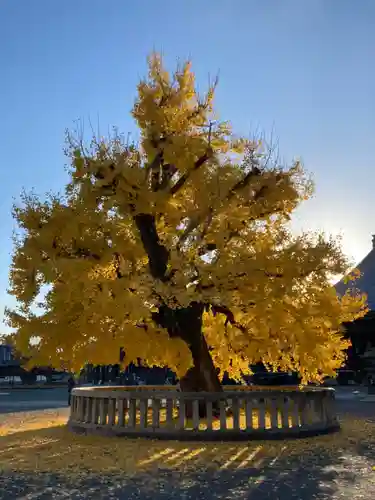 本願寺（西本願寺）の自然